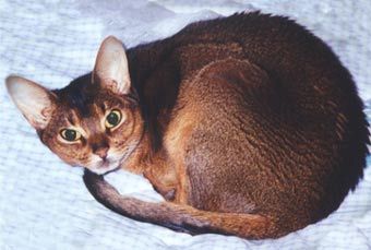 ����������� �����. ���� � ����� Catoftheday.Com