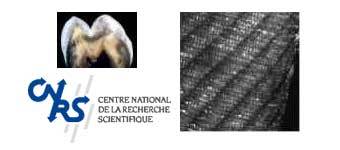 ���� �������������. ���� � ����� ������������������ ������ CNRS 