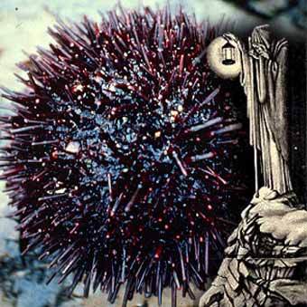 Strongylocentrotus franciscanus. ���� � ����� www.biology.ucsc.edu ������ Lenta.Ru 