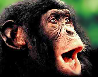 �������. ���� ������ �������� � ����� Bonobo.Org