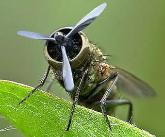 ������ � ����� humandescent.com