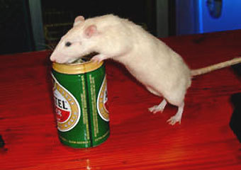 http://img.lenta.ru/news/2007/06/20/rats/picture.jpg