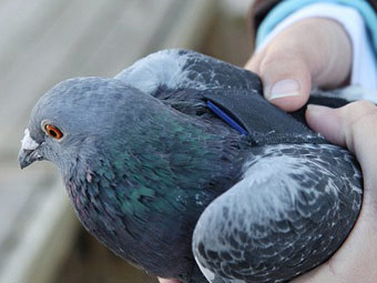 https://img.lenta.ru/news/2012/04/12/pigeons/picture.jpg