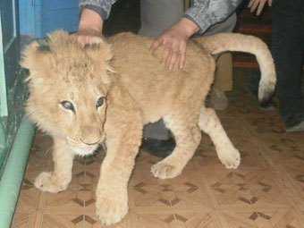 http://img.lenta.ru/news/2012/11/28/lion/picture.jpg